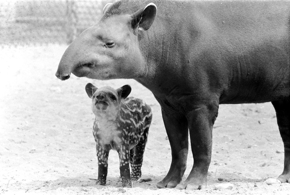 Burgers Dierenpark te Arnhem, 6 weken oude Tapir wandelt met moeder, Bestanddeelnr 911-4912