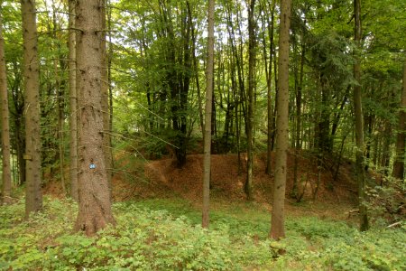 Burgstall Schlossberg (Kemnath am Buchberg) 02