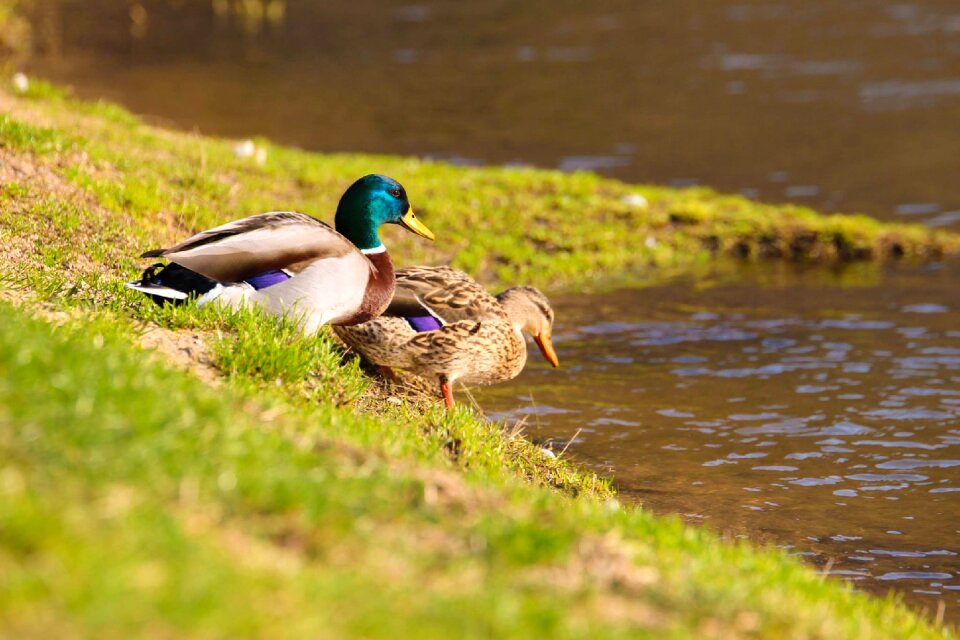 Pond bank water surface photo