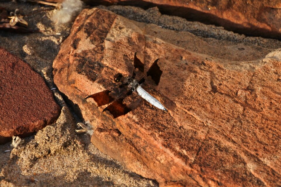 Nature rocks brown dragon