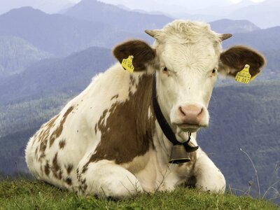Alm alpine upper bavaria