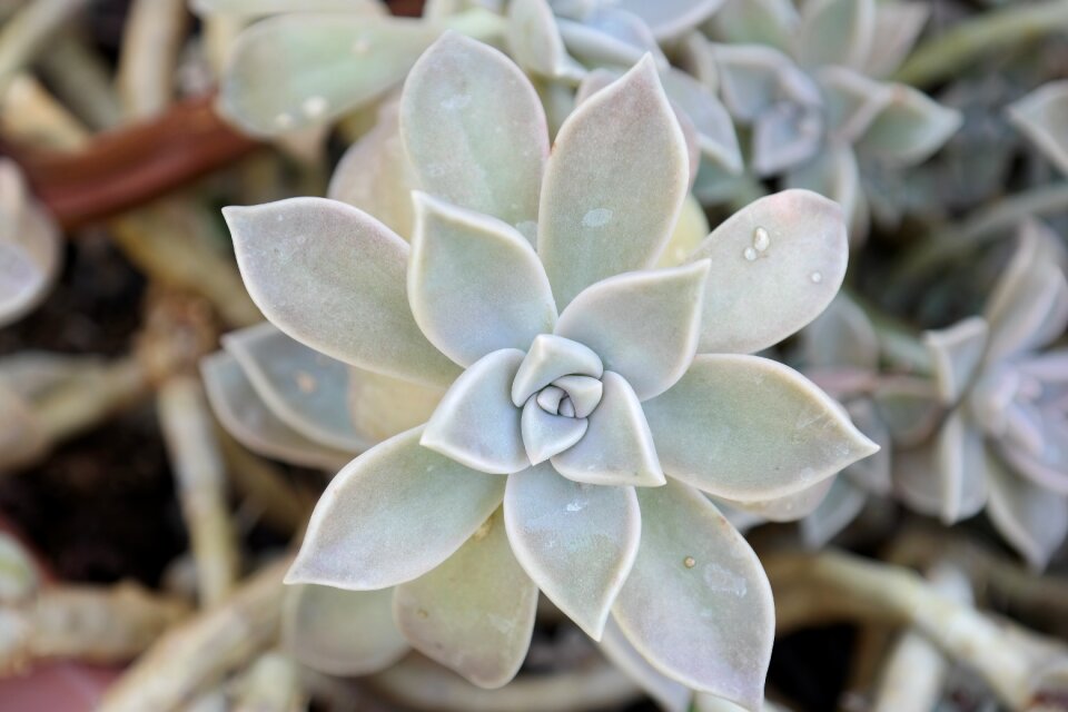 Succulent leaves star