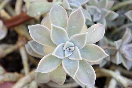 Succulent leaves star