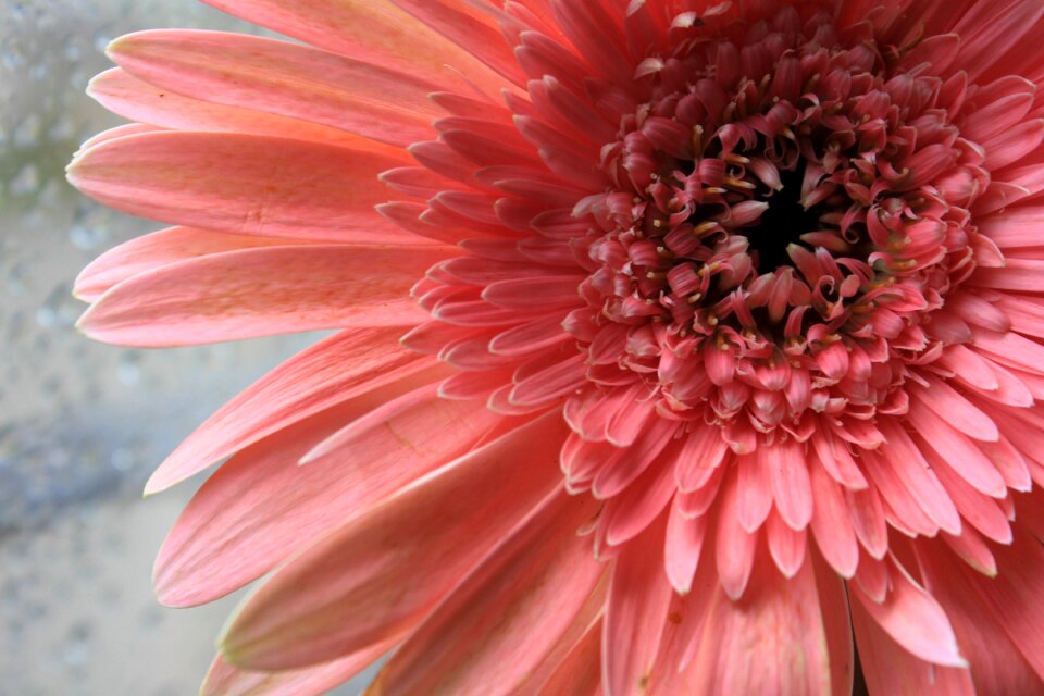 Plant nature macro
