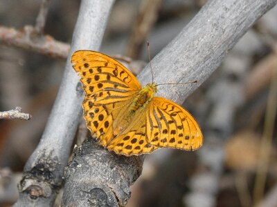 Melitaea deione damer dels conillets branch photo