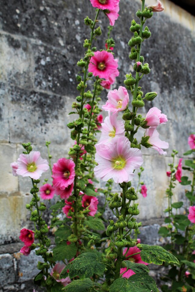 Rod flower brightly colored