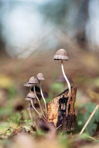 Nature fungus fungi photo