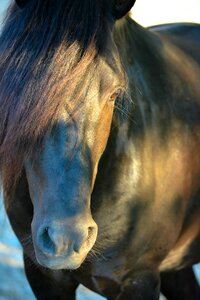 Nature mammal breed
