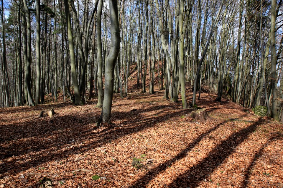 Burgstall Sattelmannsburg 01