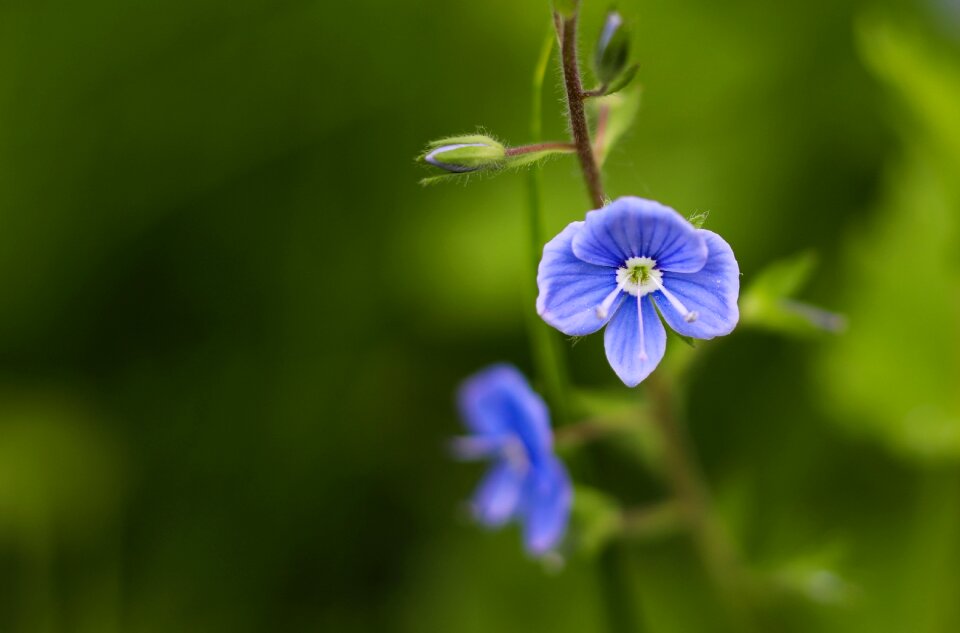 Veronica wild background