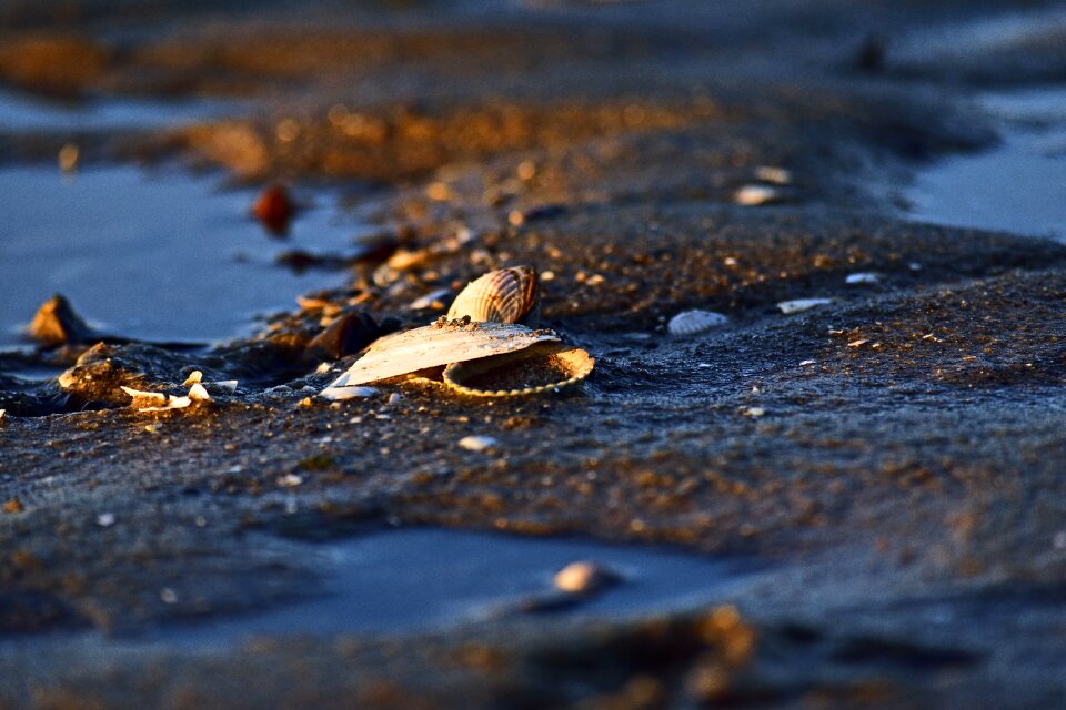 Summer baltic sea nature photo