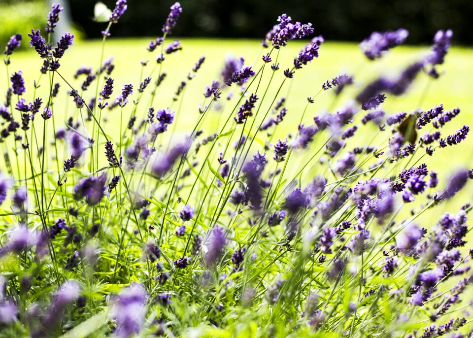 Blossom bloom garden