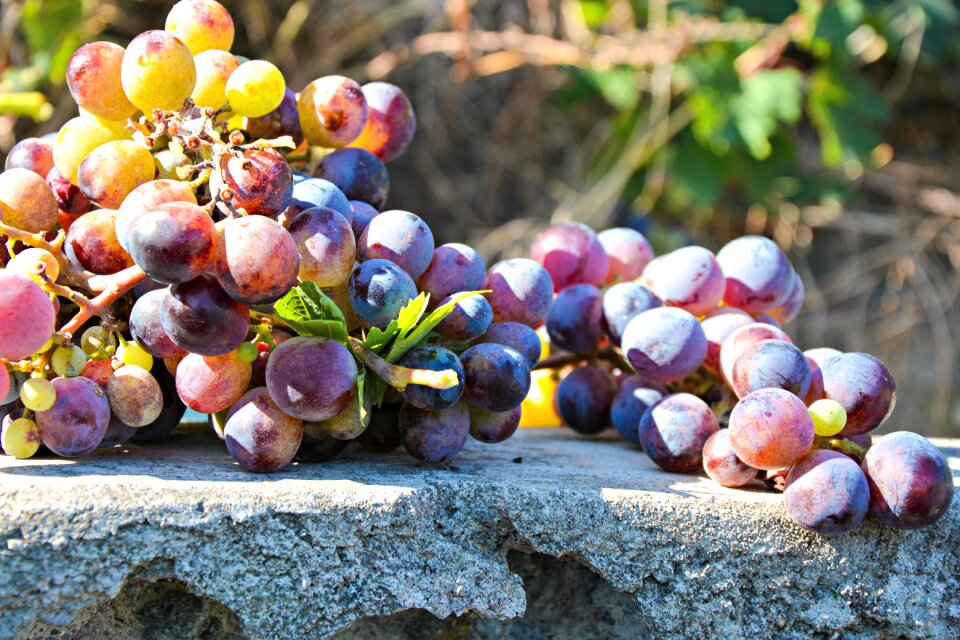 Fruits agriculture wine