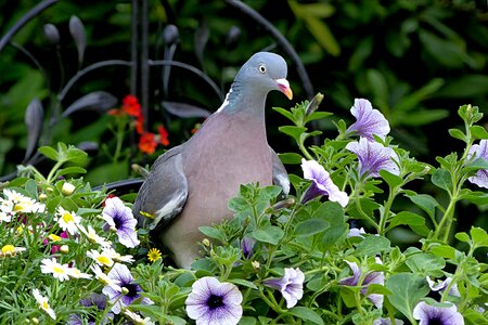 Columba palumbus foraging garden photo