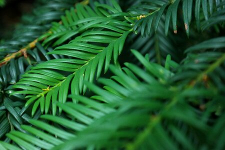 Plant tree forest