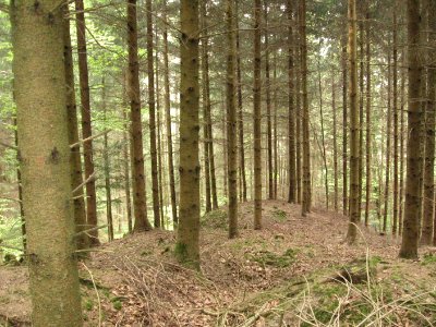 Burgstall Holenstein, Blick auf dem Burghügel nach N