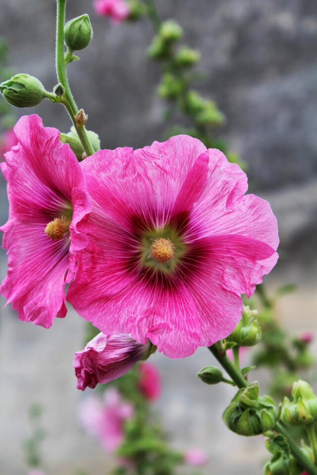 Rod flower brightly colored