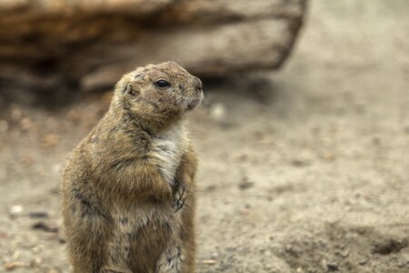 Prairie wildlife rodent photo