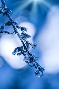 Winter frozen eiskristalle photo