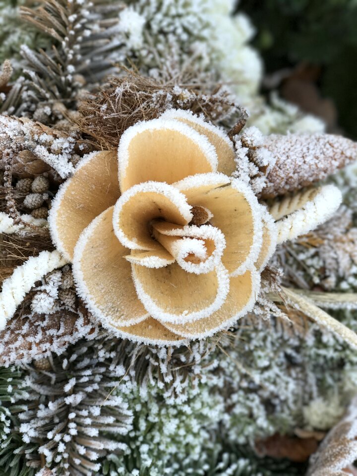 Rose winter cemetery