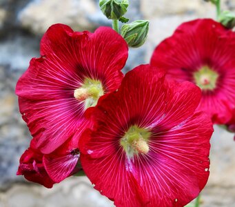 Rod flower brightly colored