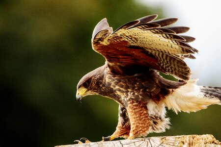 Bird prey nature photo