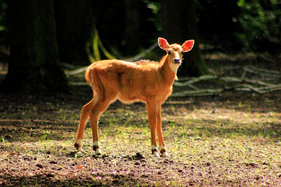 Mammals nature female