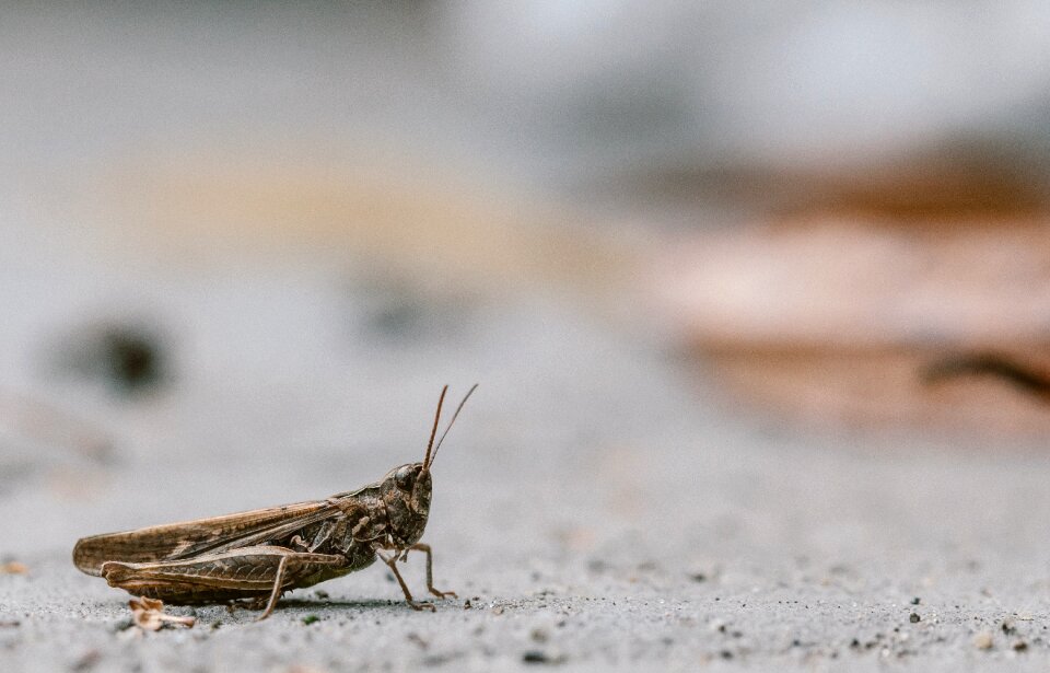 Bug blurry background macro