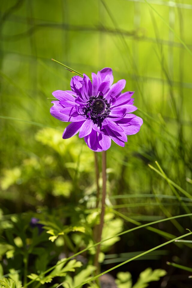 Purple anemone purple flower blossom