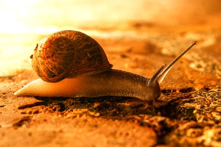 Animals shell forest