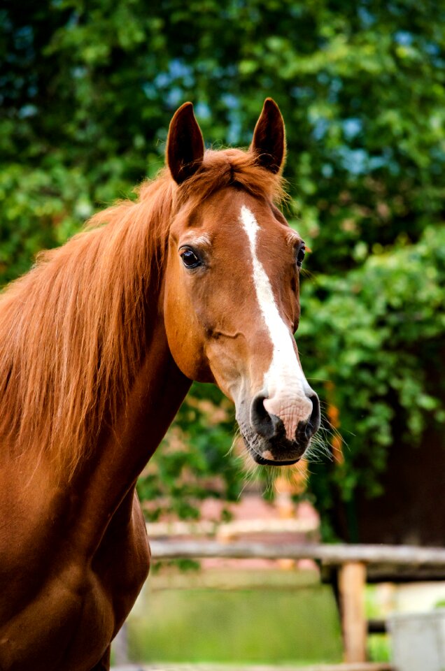 Hungarian half-blood horse head pferdeportrait