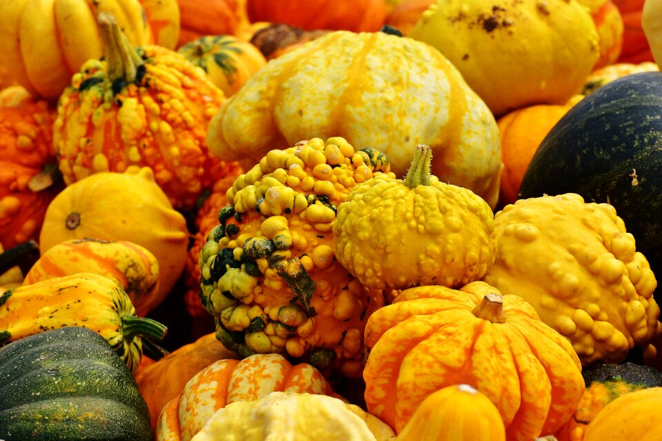 Harvest decorative squashes decoration