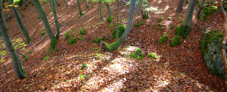 Burgstall auf der Hasenleite03 photo