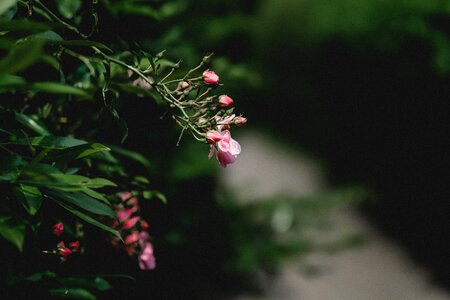 Roses nature pink