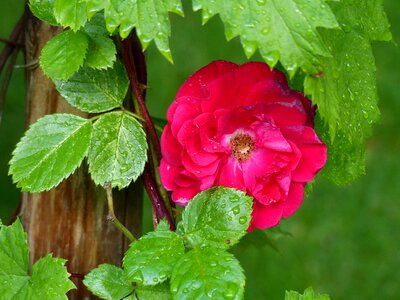 Climbing rose pole garden