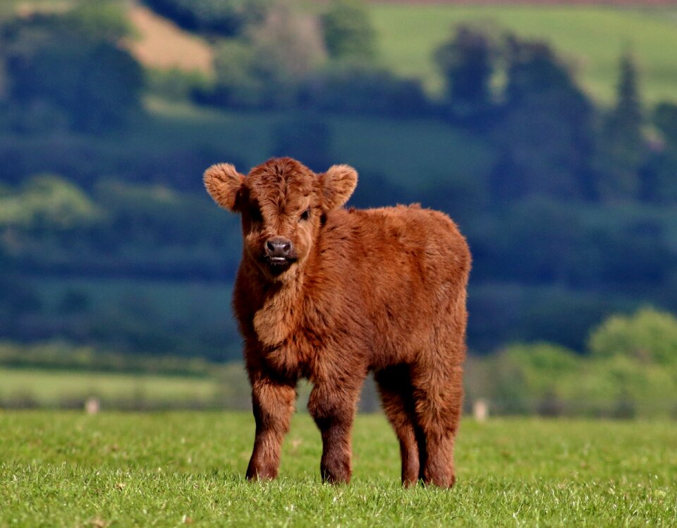 Farm highland cow brown