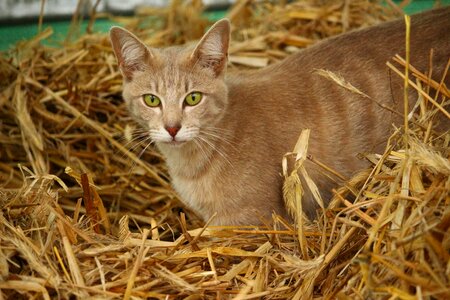 Mackerel young cat domestic cat