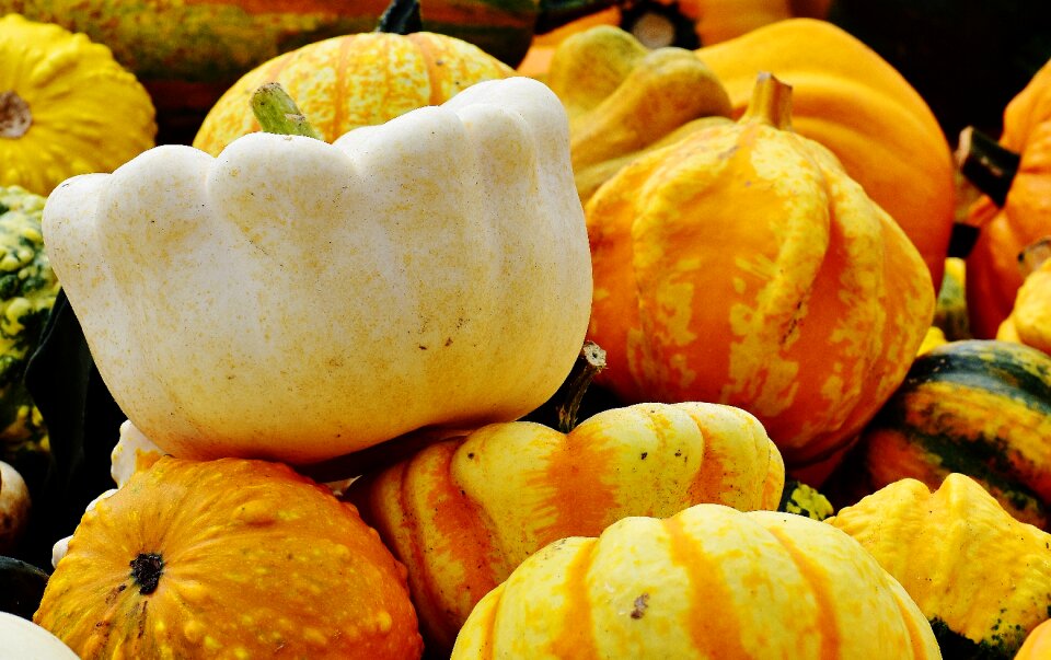 Harvest decorative squashes decoration