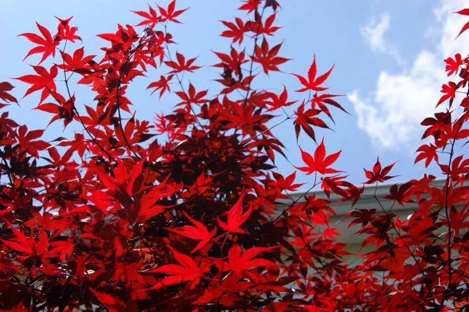 Sky color leaves