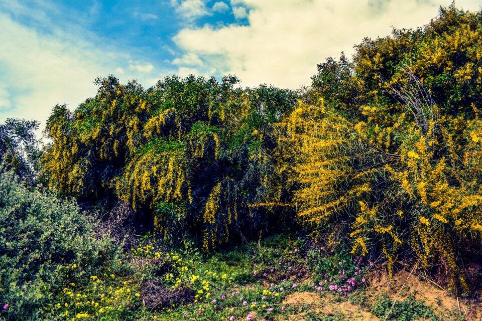 Nature countryside springtime