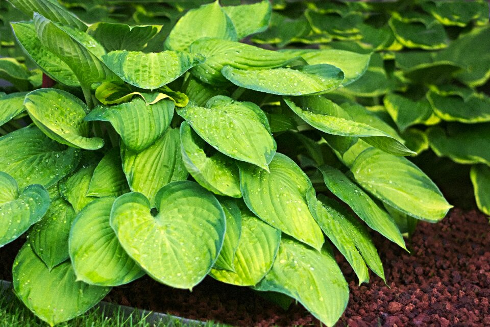 Yellow green raindrop hosta
