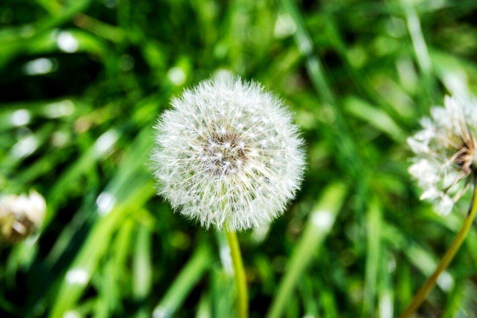 Nature pointed flower close up