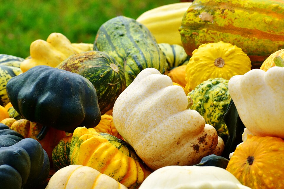 Harvest decorative squashes decoration