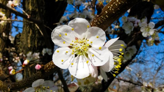 Flower bud white photo