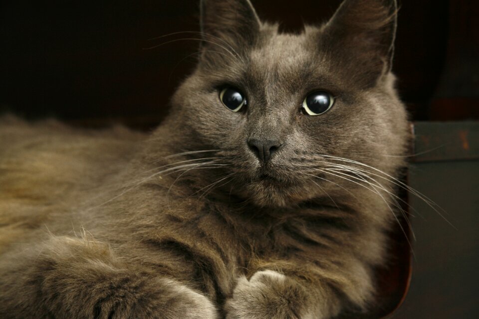 Cute pet animal