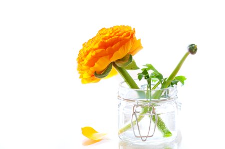 Bloom petals orange