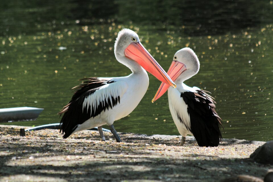 Waterfowl birds clean