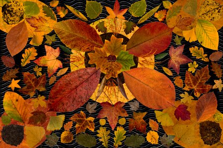 Autumn leaf autumn foliage leaf