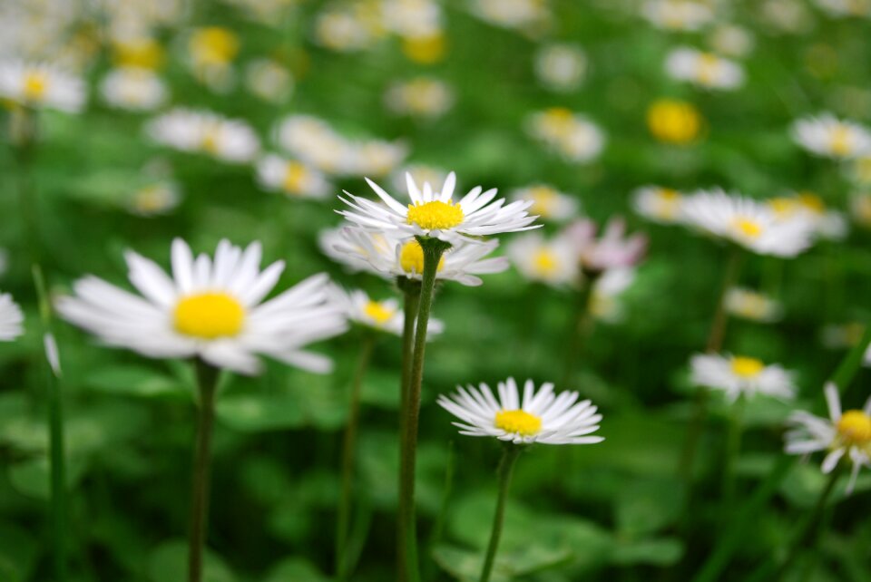 Flower white spring