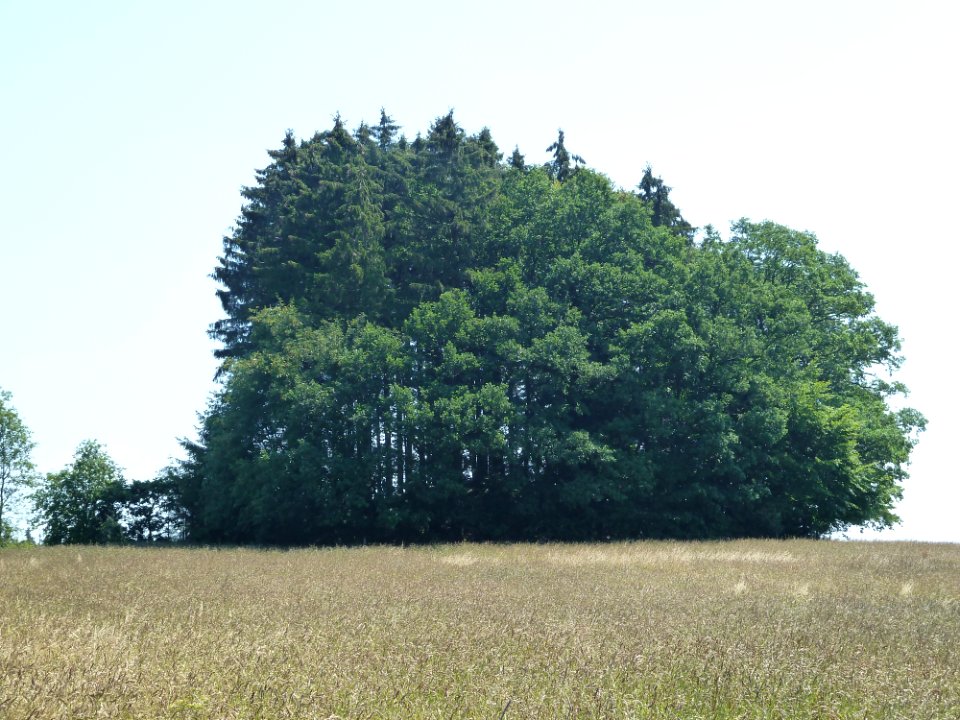 Burg-Reuland-Tumulus van Hochtumsknopf (4)